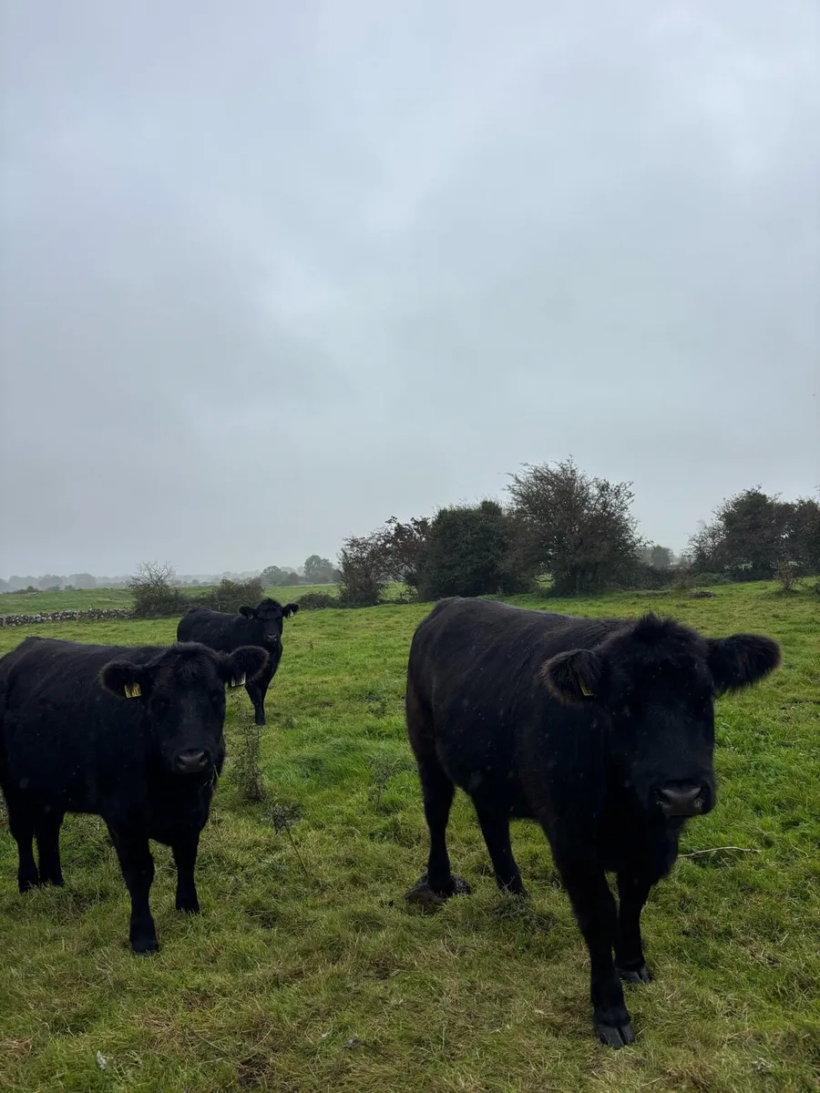 Pedigree Incalf Angus heifers - Image 2