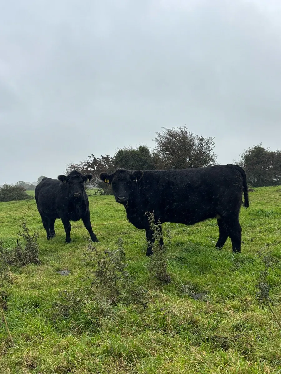 Pedigree Incalf Angus heifers - Image 3