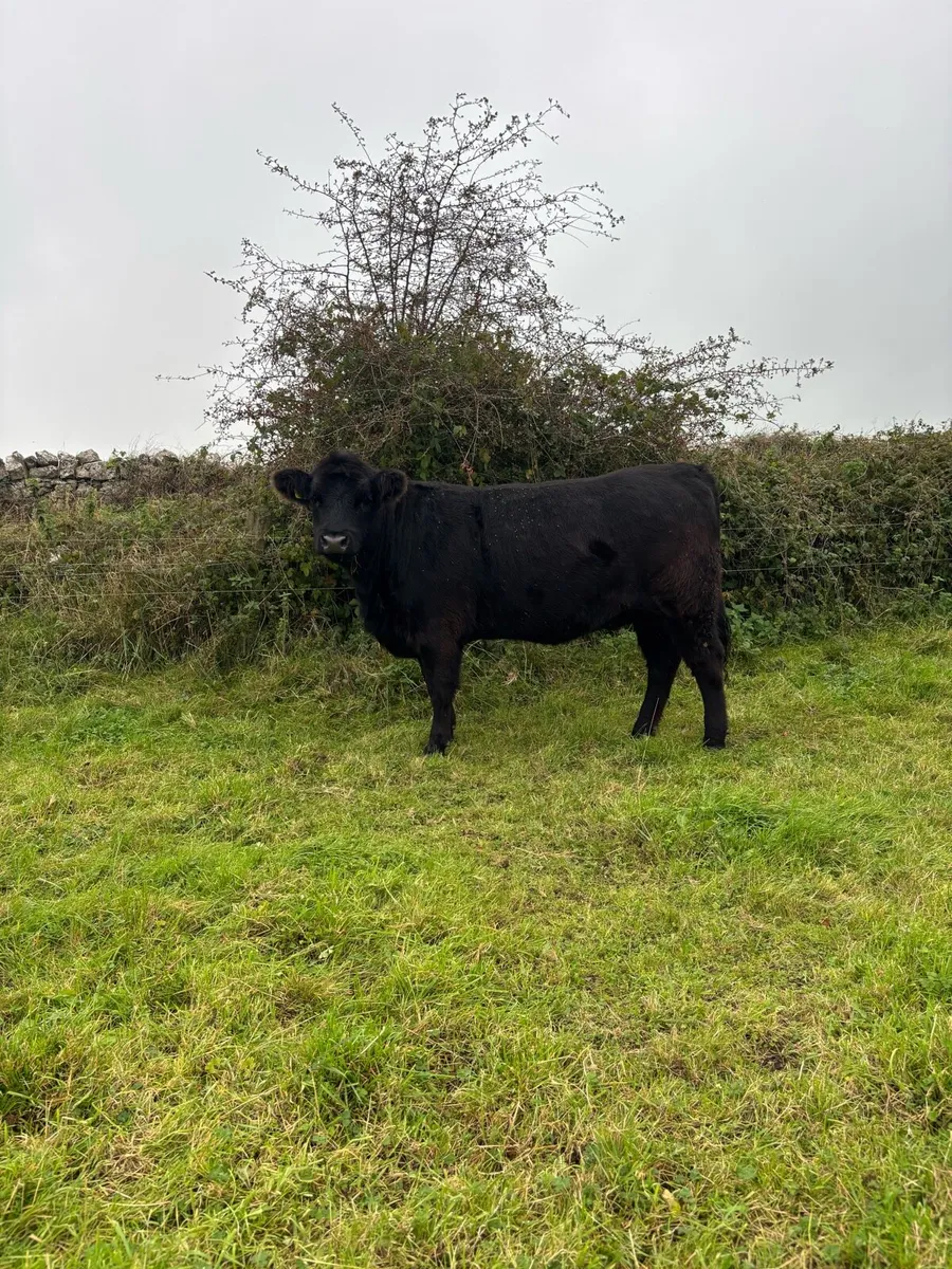 Pedigree Incalf Angus heifers - Image 4