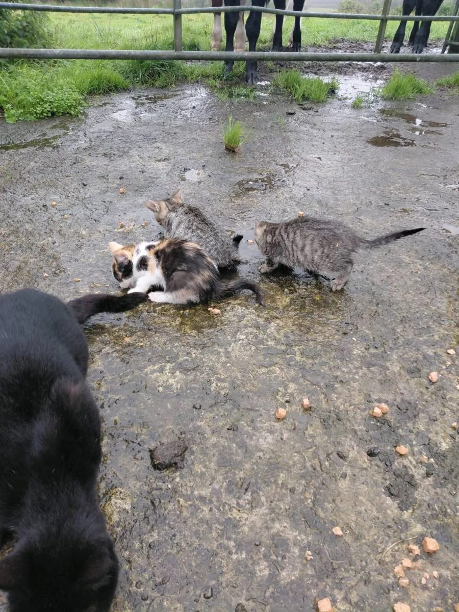 Kittens - Image 2