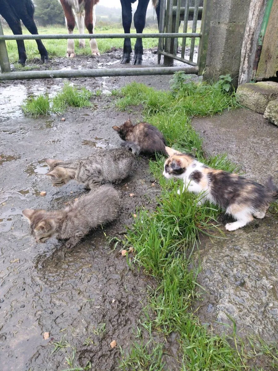 Kittens - Image 1