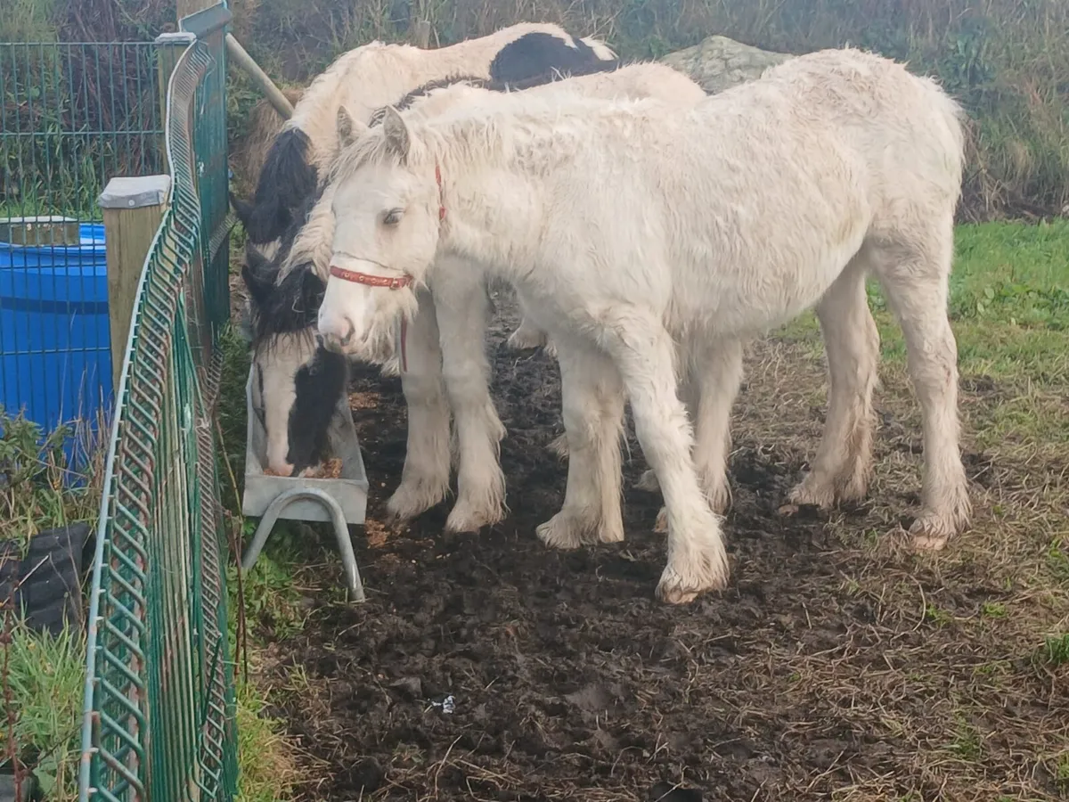 Horses - Image 1