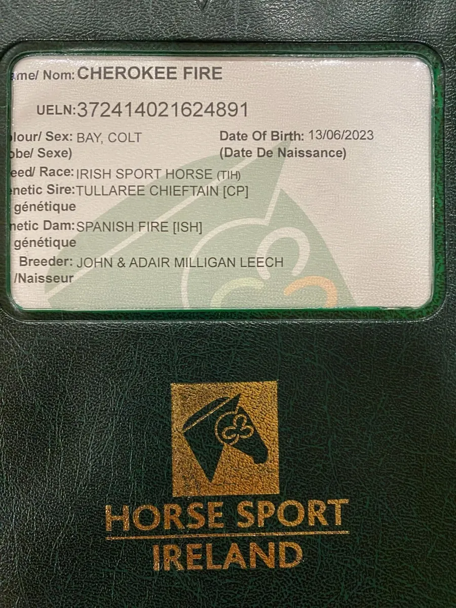 Horse - Image 2