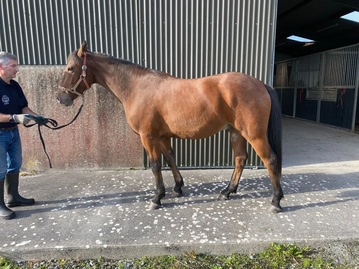 Horse - Image 1