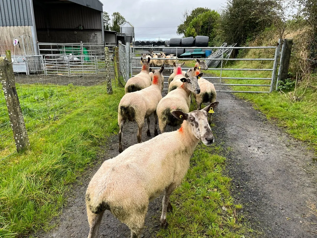 Purebred Blue Leicester ewes - Image 3