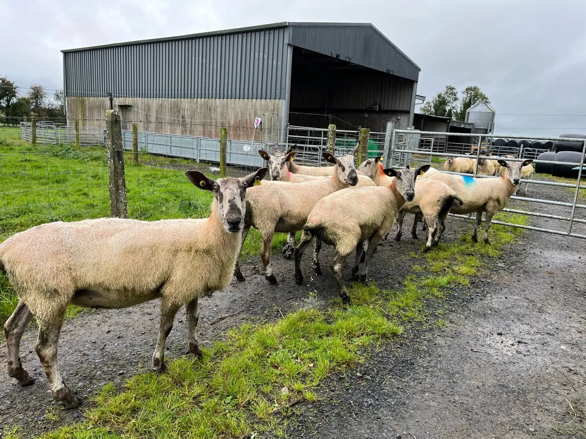 Purebred Blue Leicester ewes - Image 4