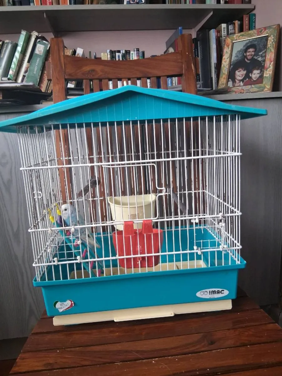 Budgie and cage