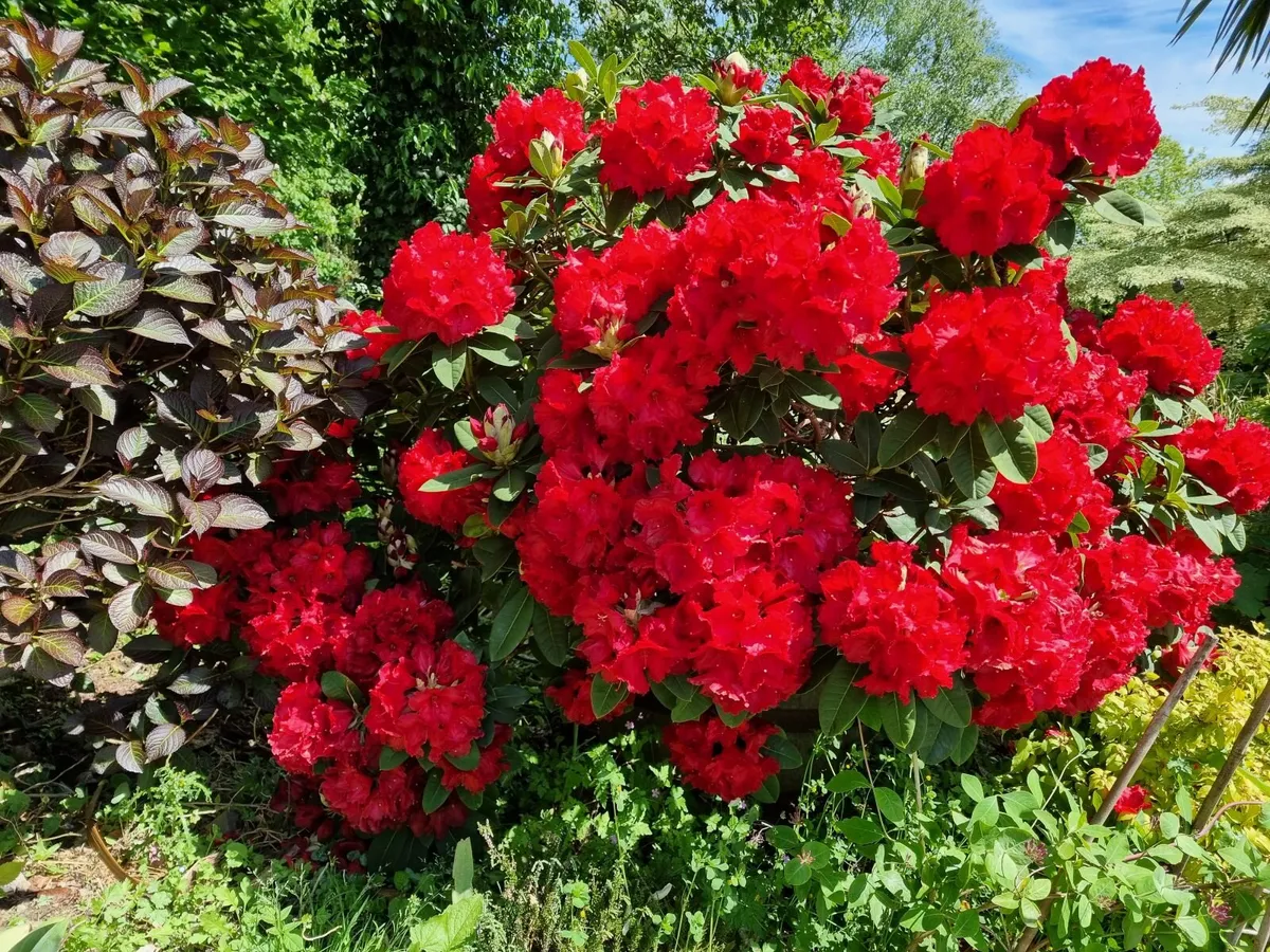 .Rhododendron - Image 2
