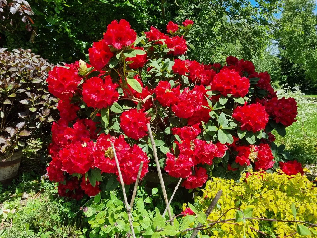 .Rhododendron - Image 4