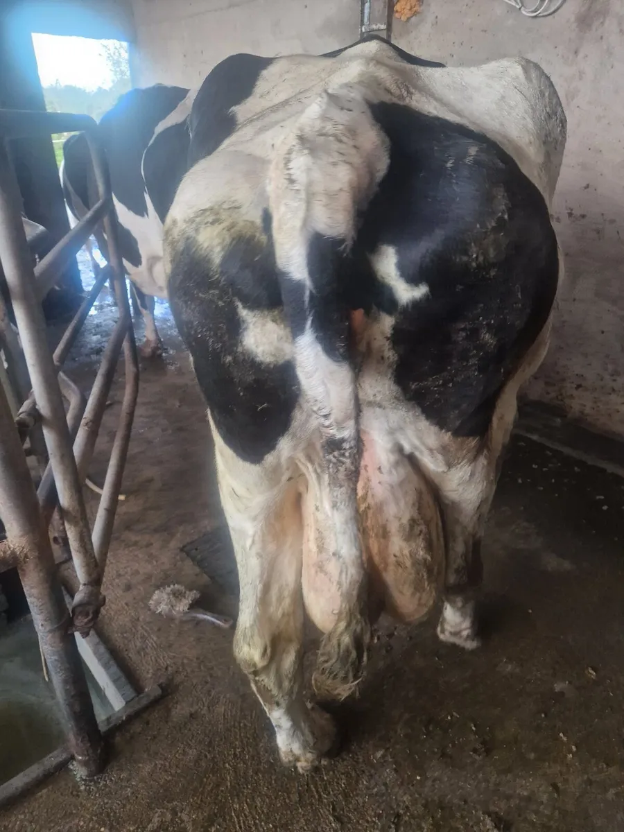 Cows - Image 1