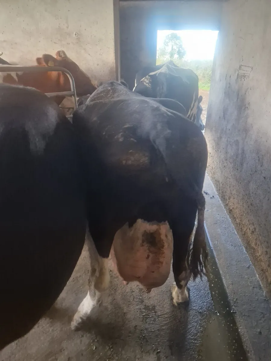 Cows - Image 2