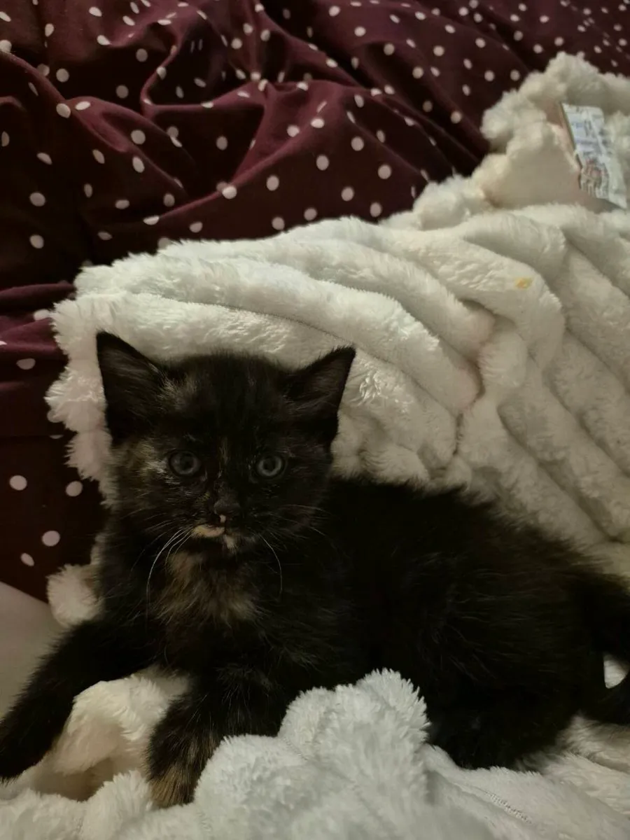 Kittens free to a good home - Image 2