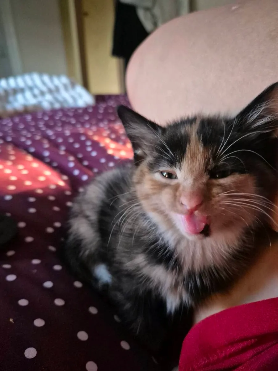 Kittens free to a good home - Image 3