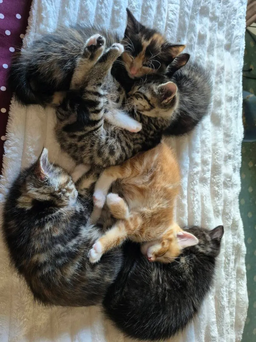 Kittens free to a good home - Image 1