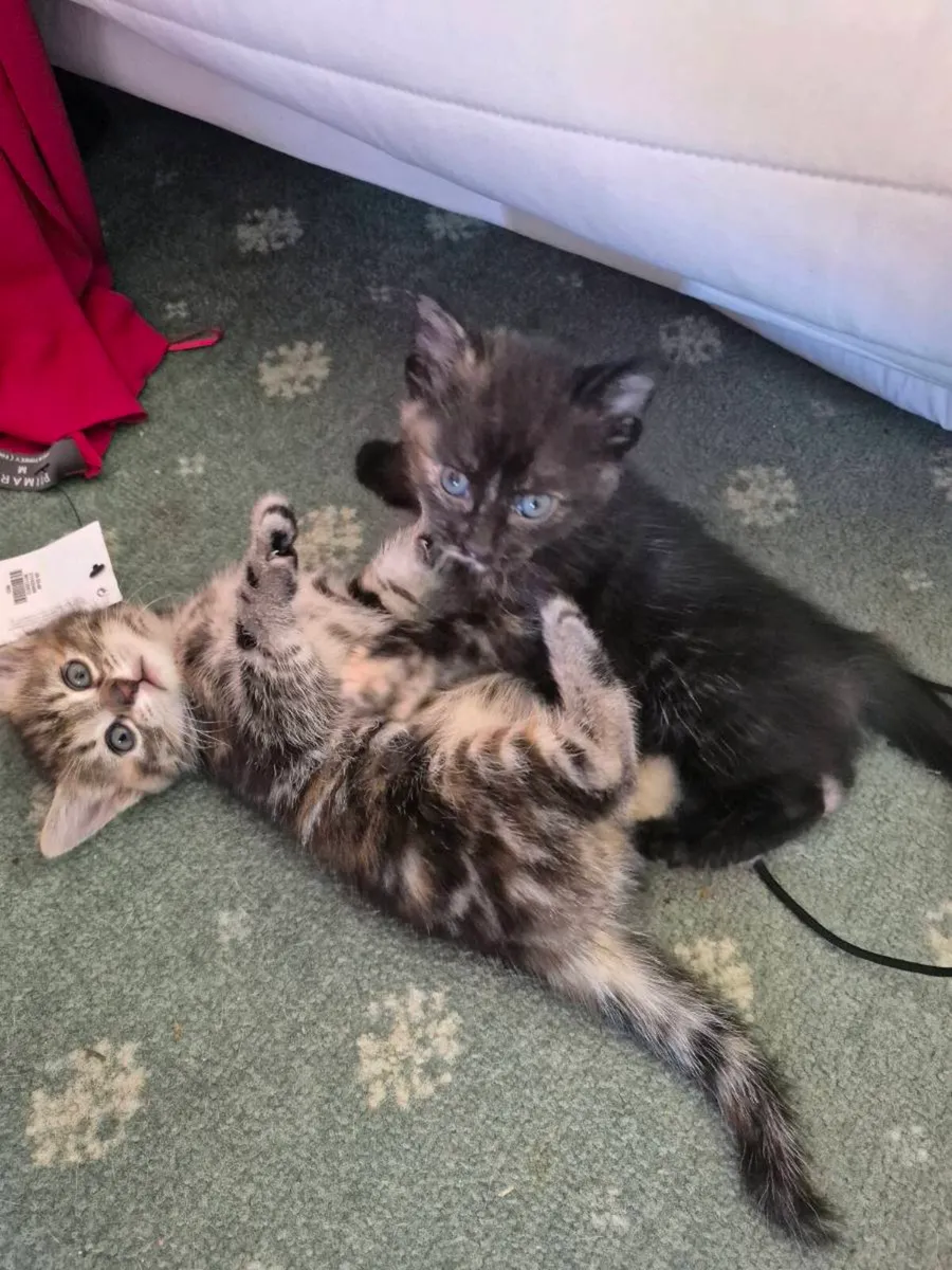 Kittens free to a good home - Image 4