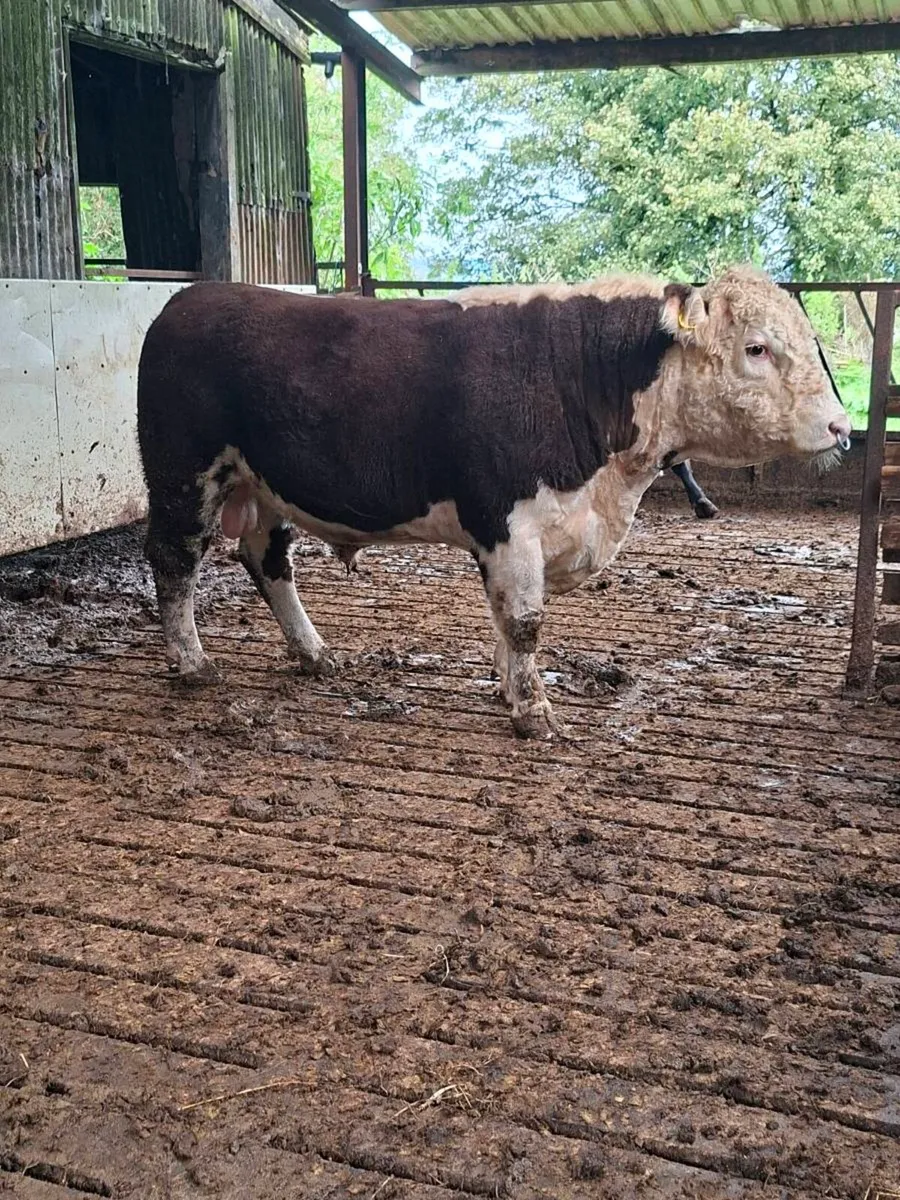 Hereford bull - Image 2