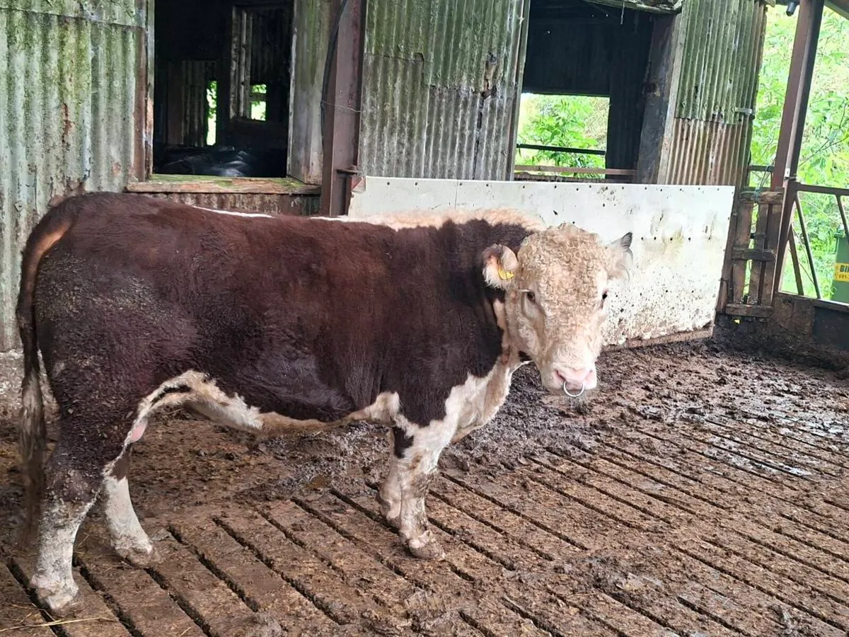Hereford bull - Image 3
