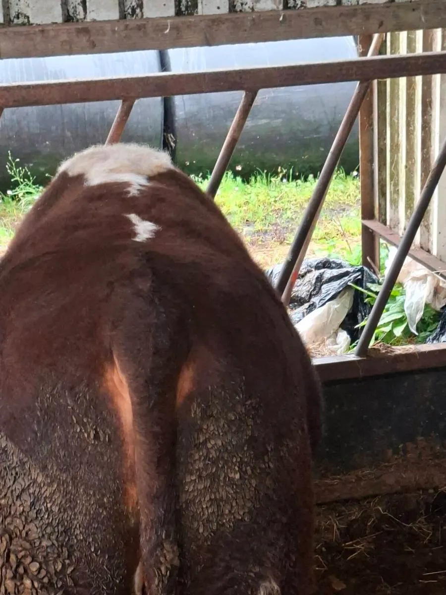 Hereford bull - Image 4