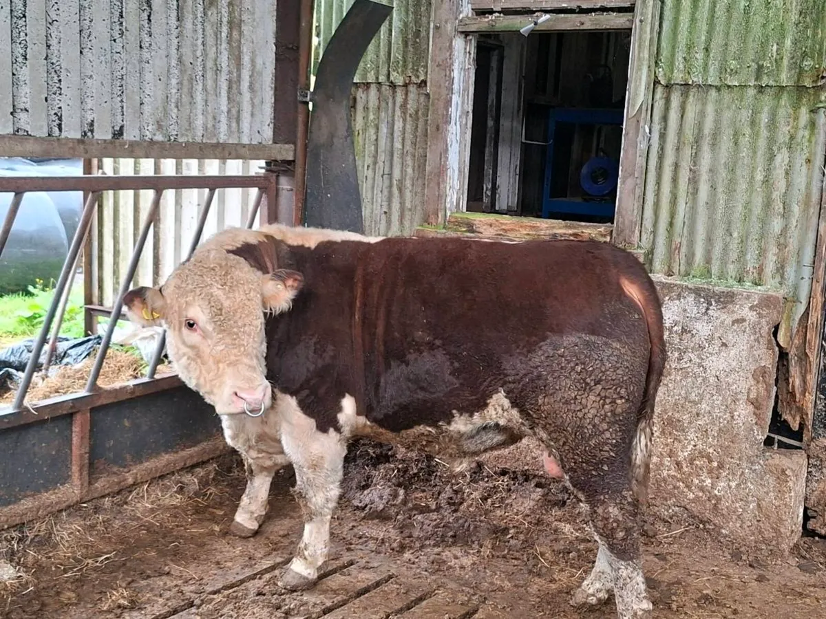 Hereford bull - Image 1