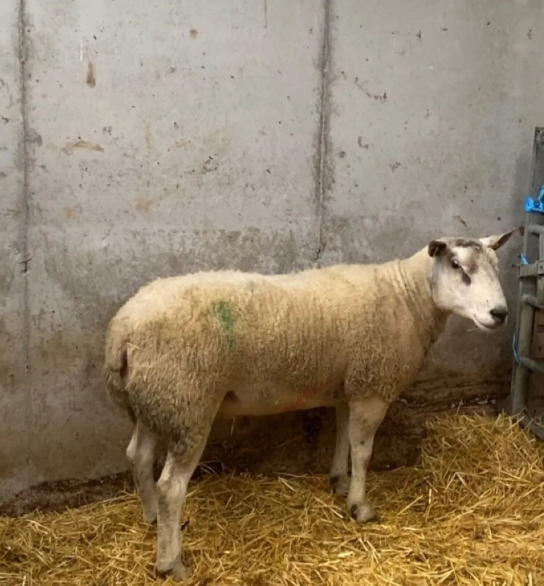Abberfield ram - Image 1