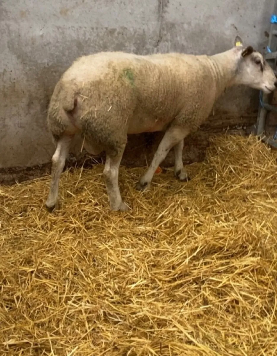 Abberfield ram - Image 3