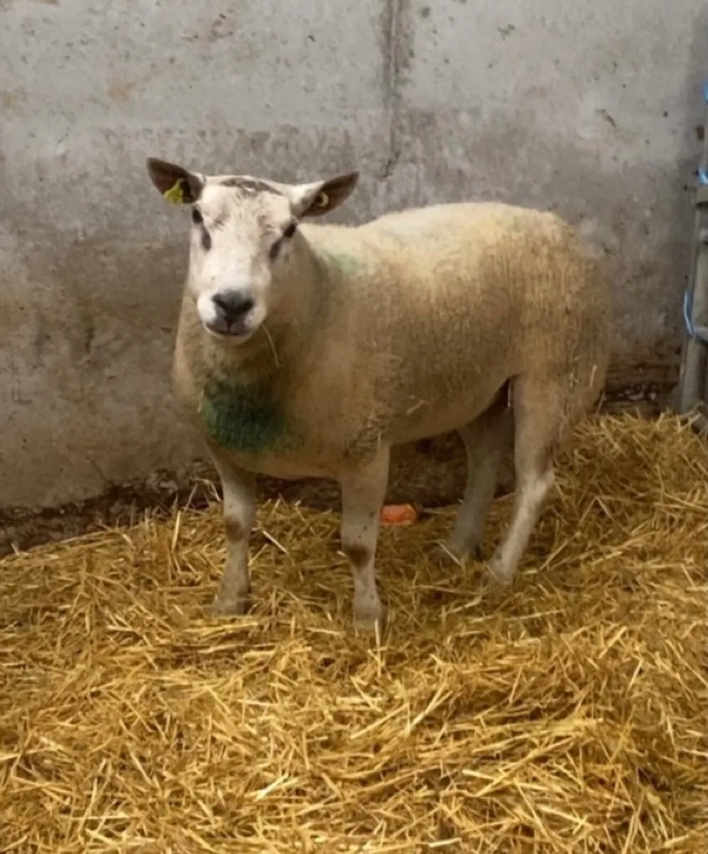 Abberfield ram - Image 4