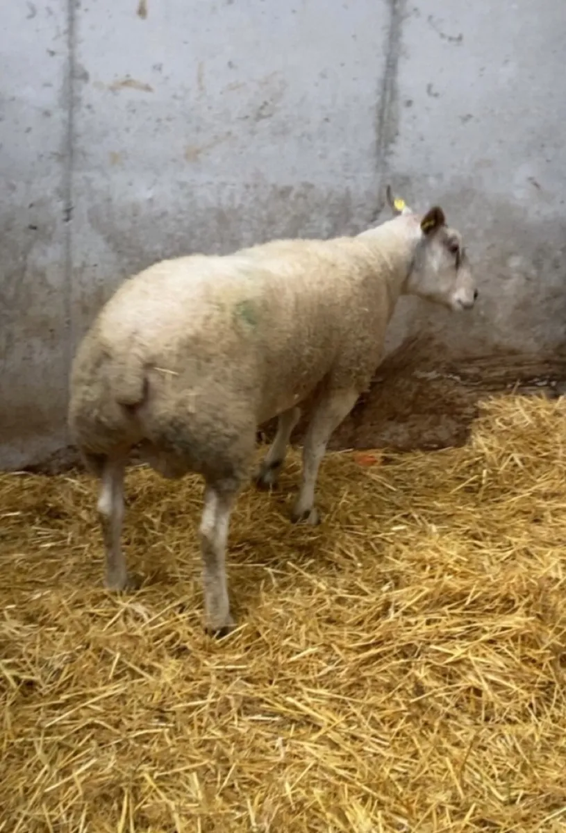 Abberfield ram - Image 2