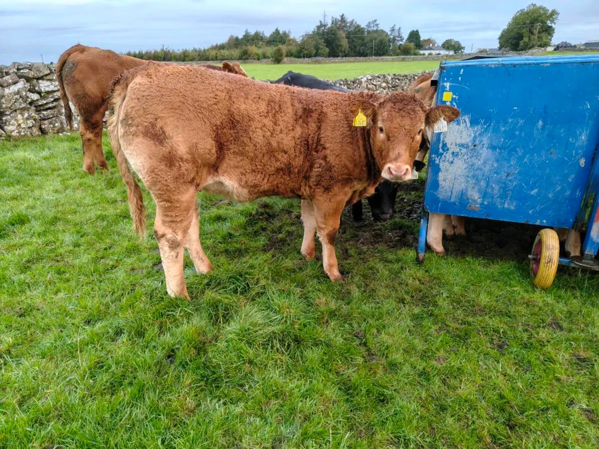 Weanling Heifers - Image 2
