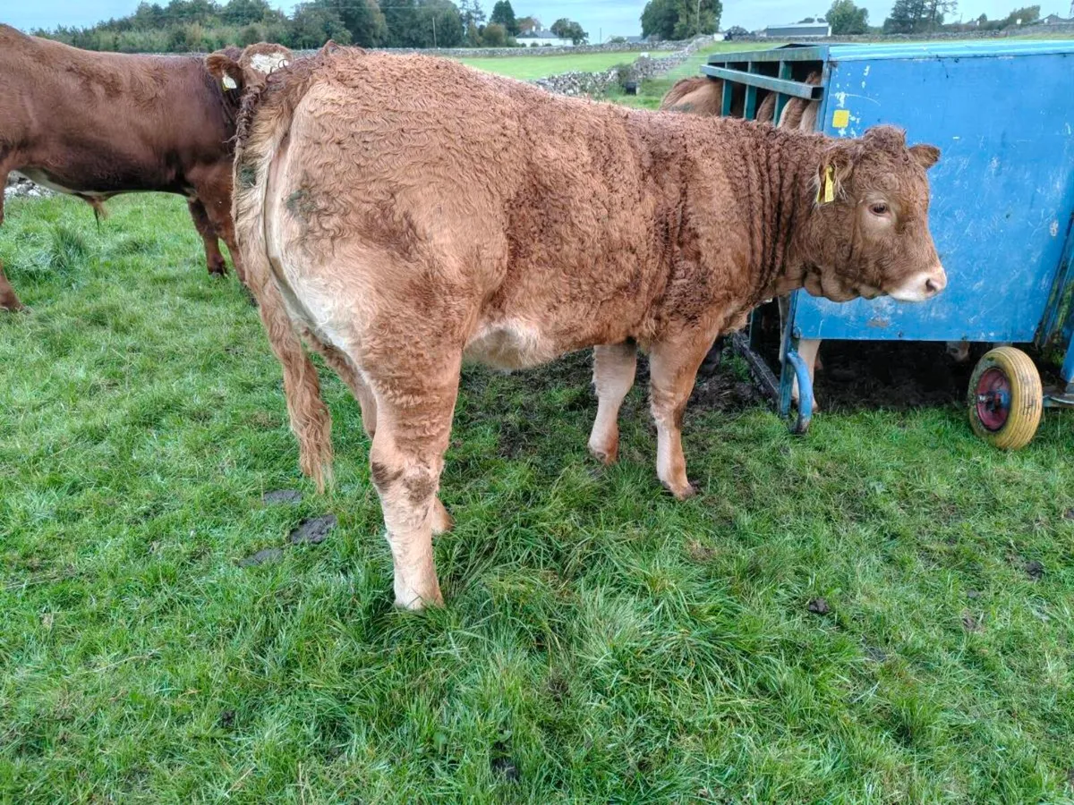 Weanling Heifers - Image 3
