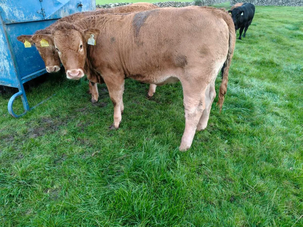 Weanling Heifers - Image 4