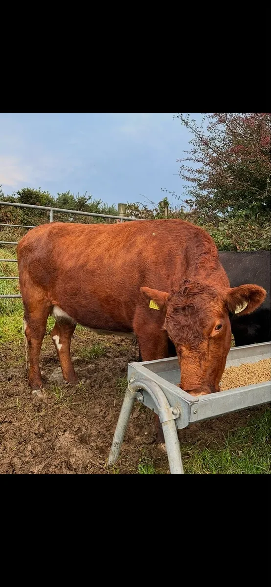 Irish Moiled cow - Image 2