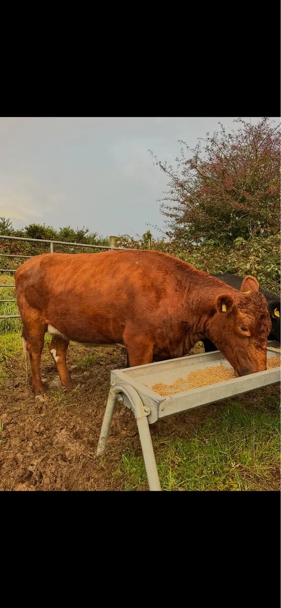 Irish Moiled cow - Image 1