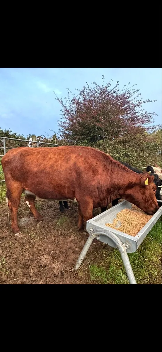 Irish Moiled cow - Image 3
