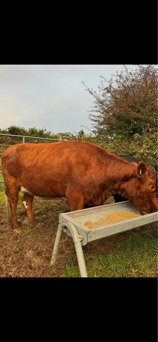 Irish Moiled cow - Image 4