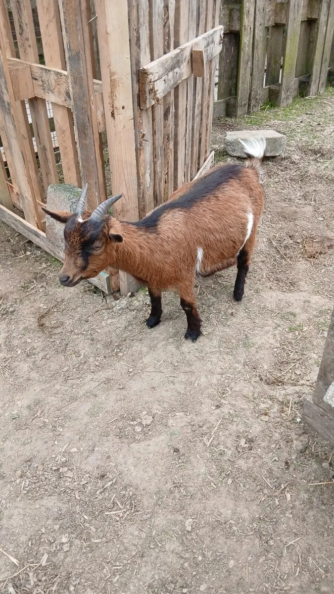 Pygmy goats - Image 1