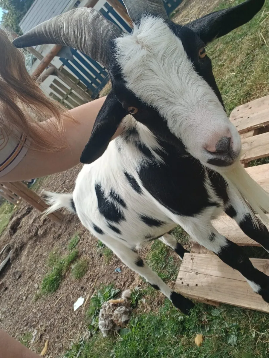 Pygmy goats - Image 2