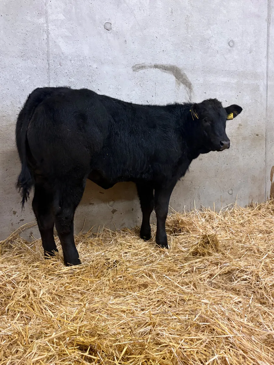 Outstanding Belgian Blue Heifer - Image 3