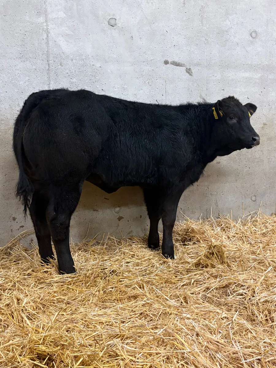 Outstanding Belgian Blue Heifer - Image 2