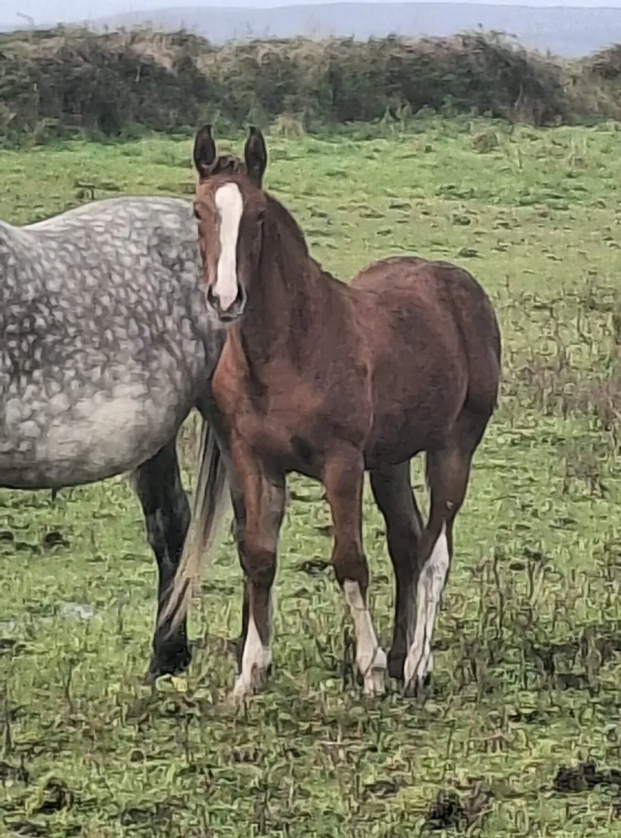 Irish draught filly foal - Image 1