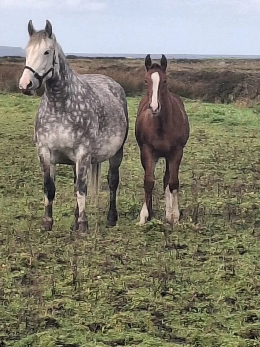 Irish draught filly foal - Image 2