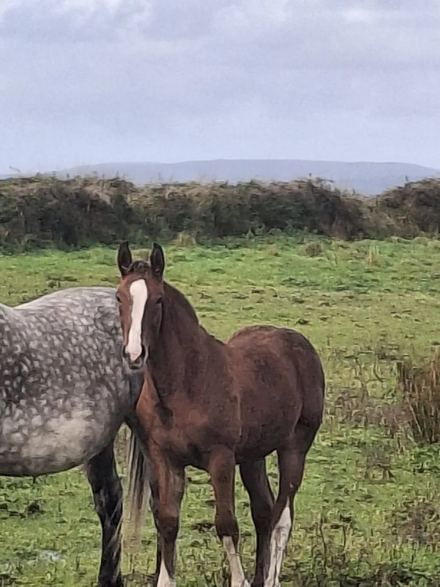Irish draught filly foal - Image 3