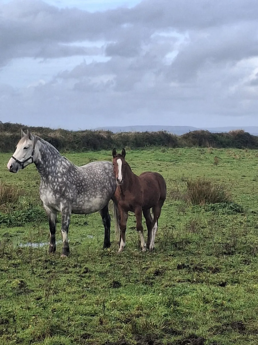 Irish draught filly foal - Image 4