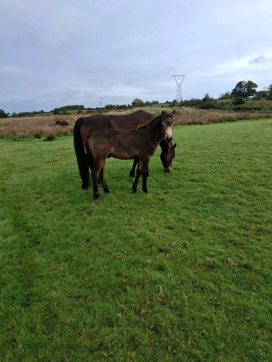 Connermara foal - Image 1