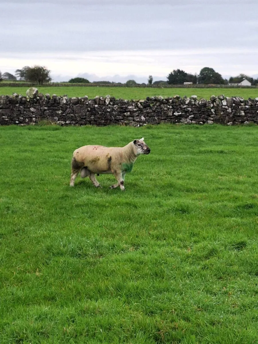Rams for sale - Image 2
