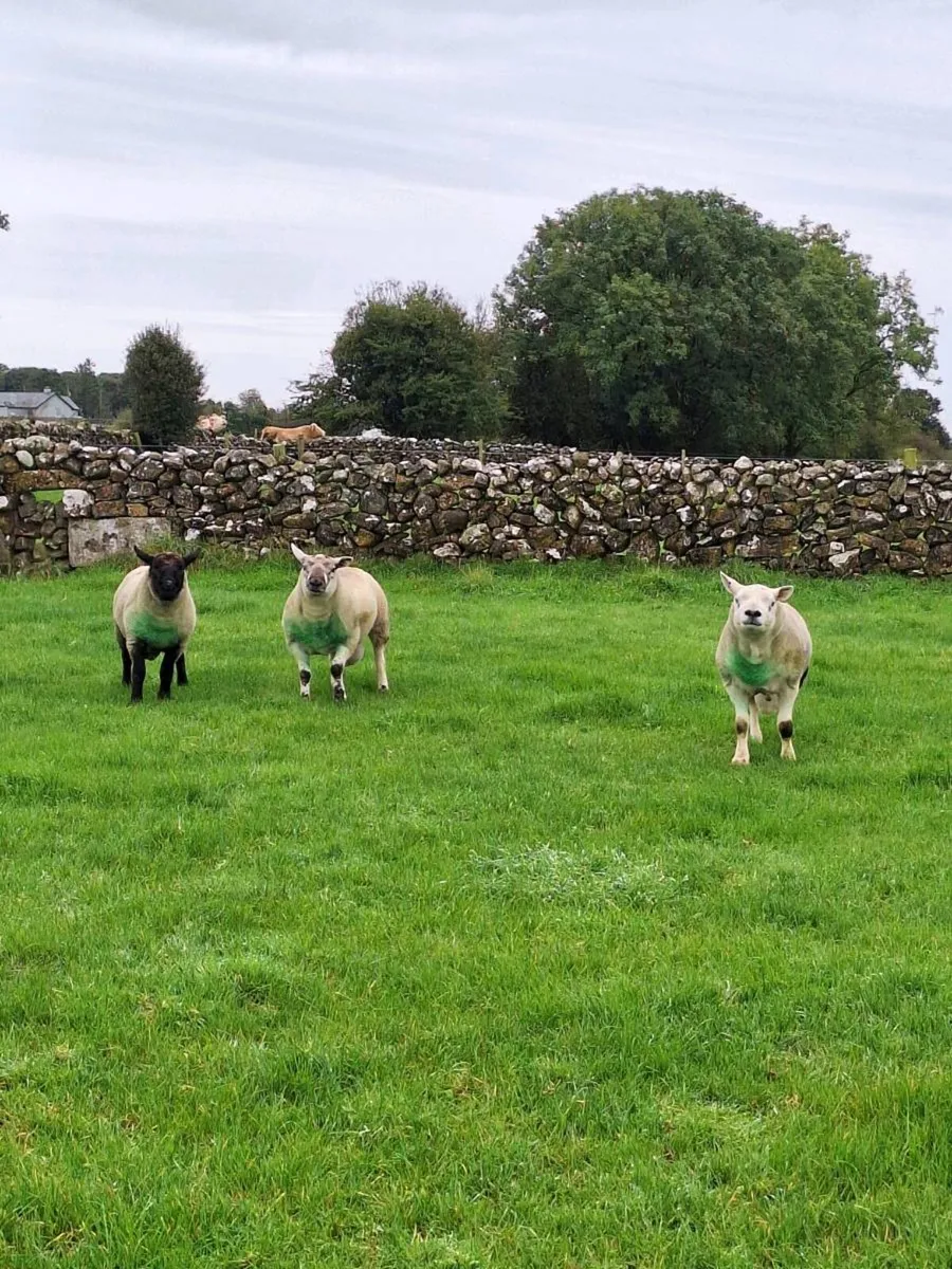 Rams for sale - Image 1