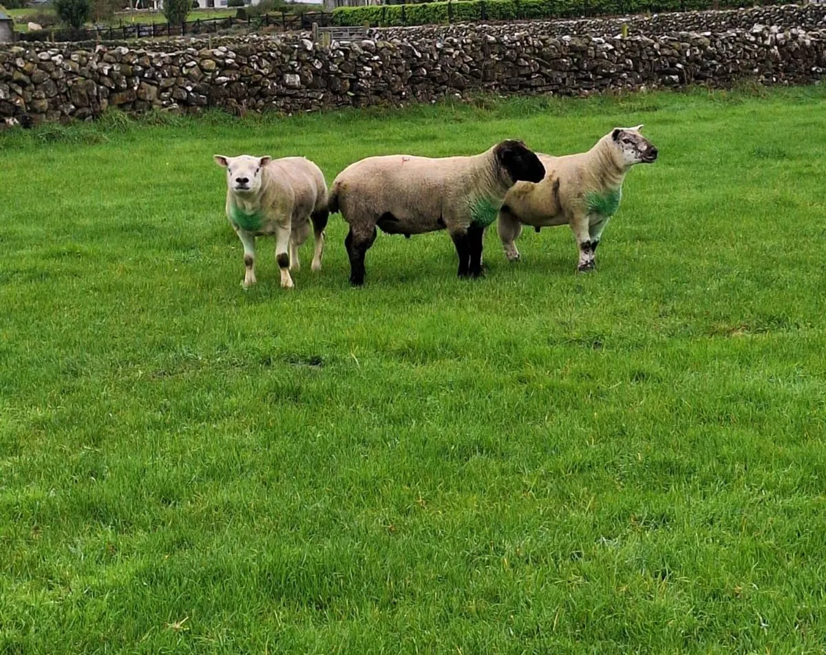 Rams for sale - Image 3