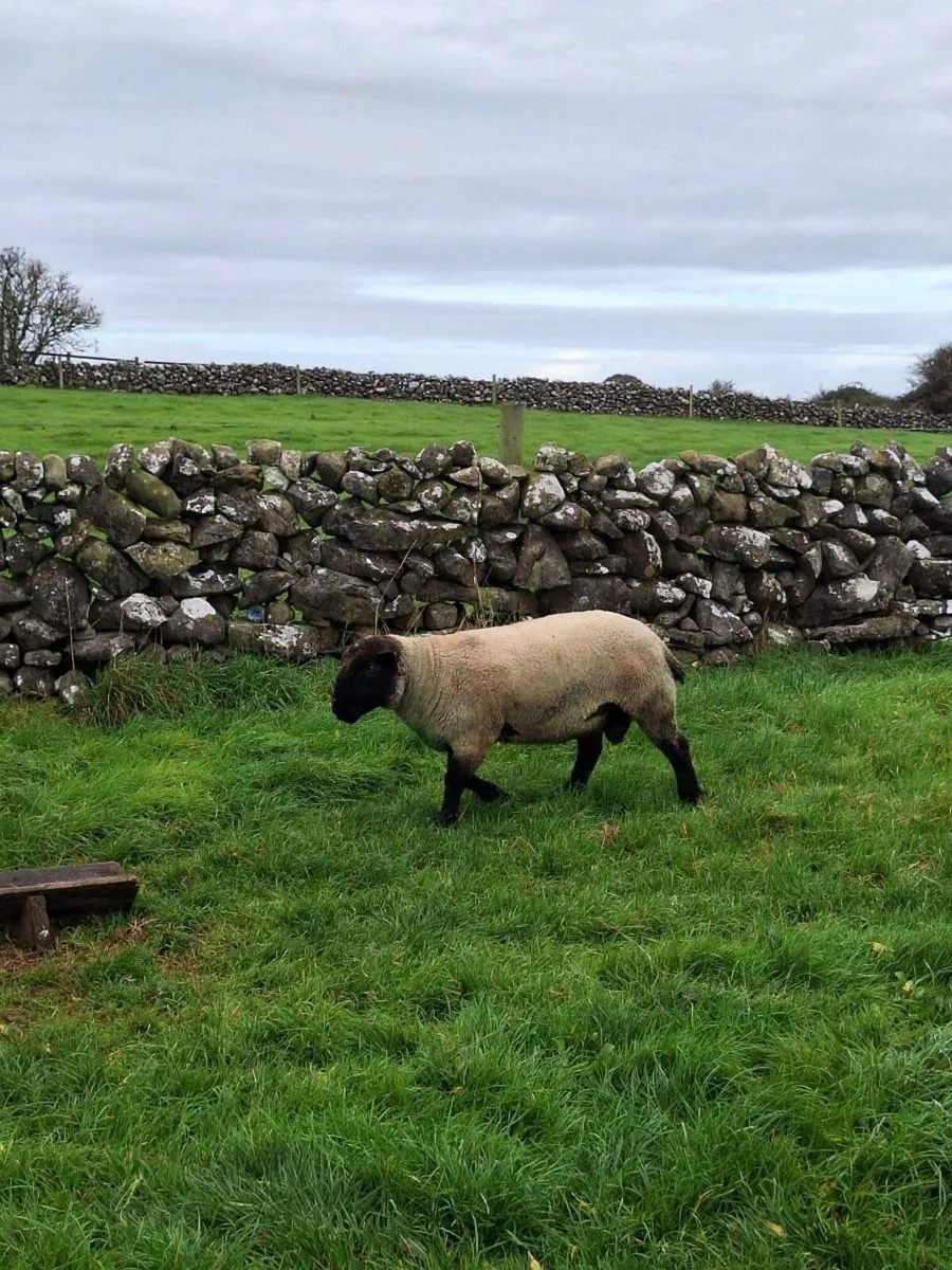 Rams for sale - Image 4