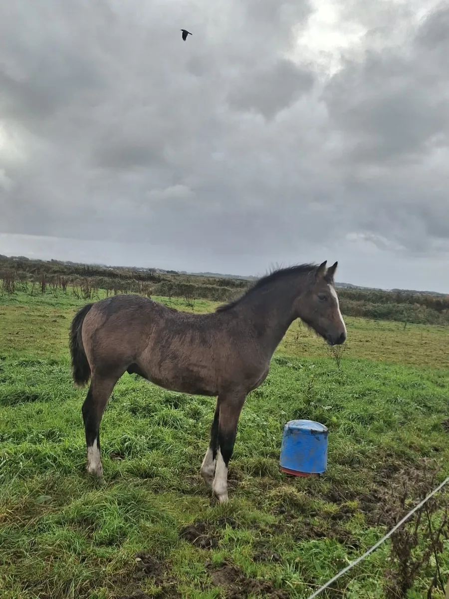 Irish draught colt foal - Image 1