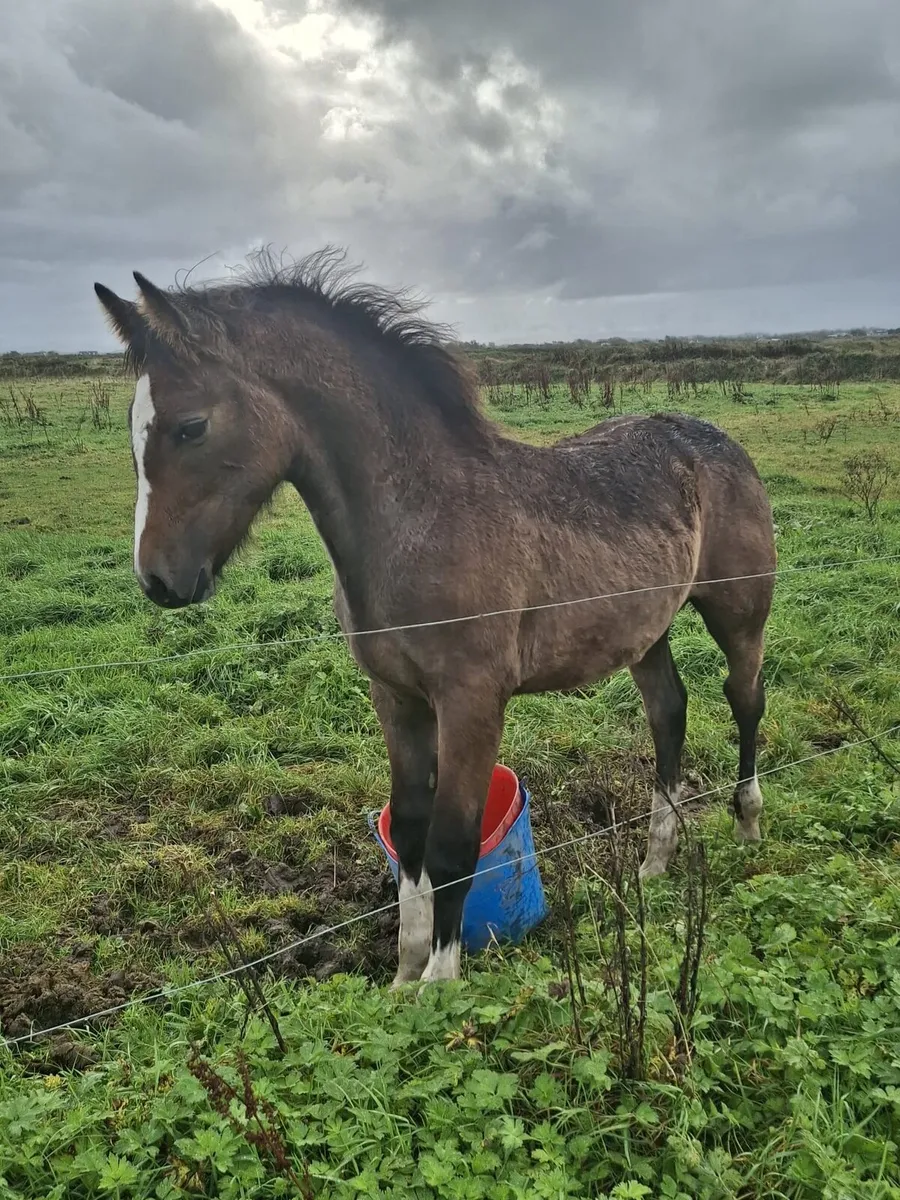 Irish draught colt foal - Image 4