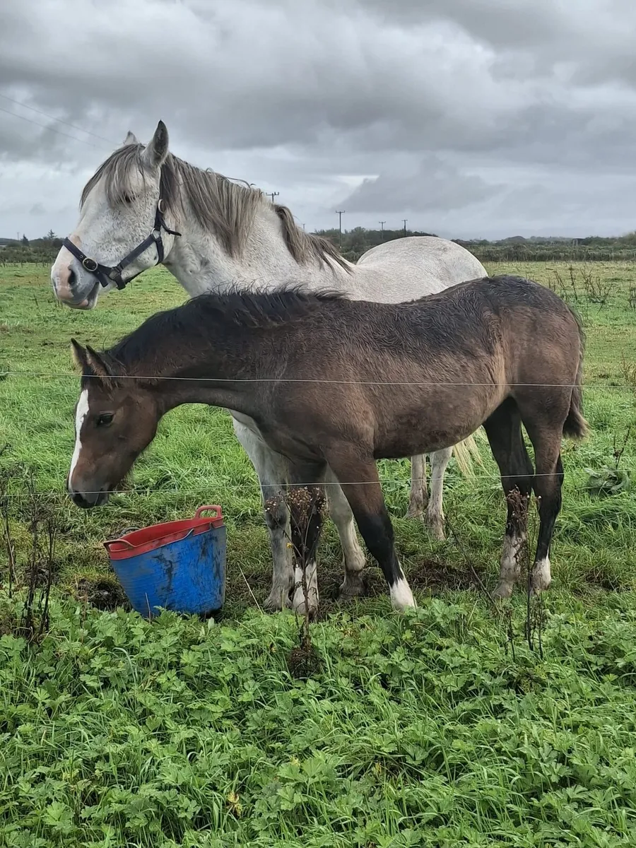 Irish draught colt foal - Image 2